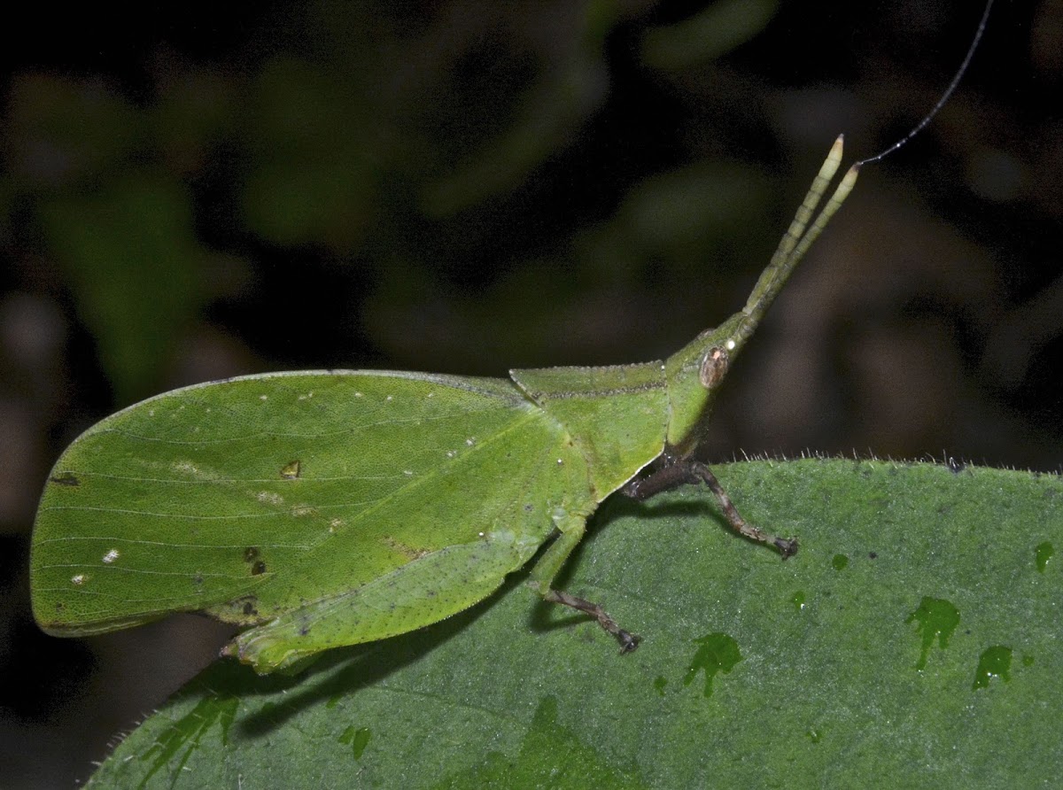 Forest Leaf Grasshopper