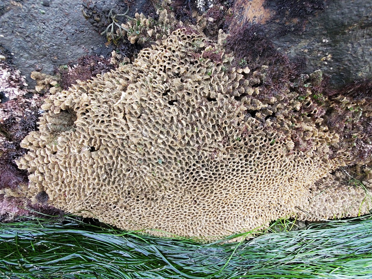 Sandcastle worm colony