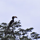 African Pied Hornbill