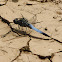 Black-tailed skimmer