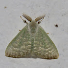 Moth