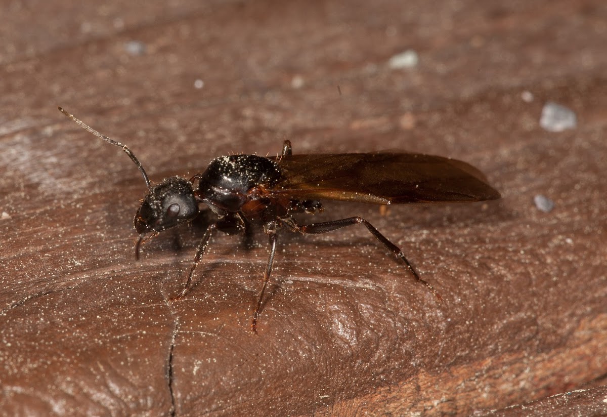 carpenter ant queen