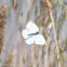 Small White