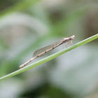 Yellow Featherleg