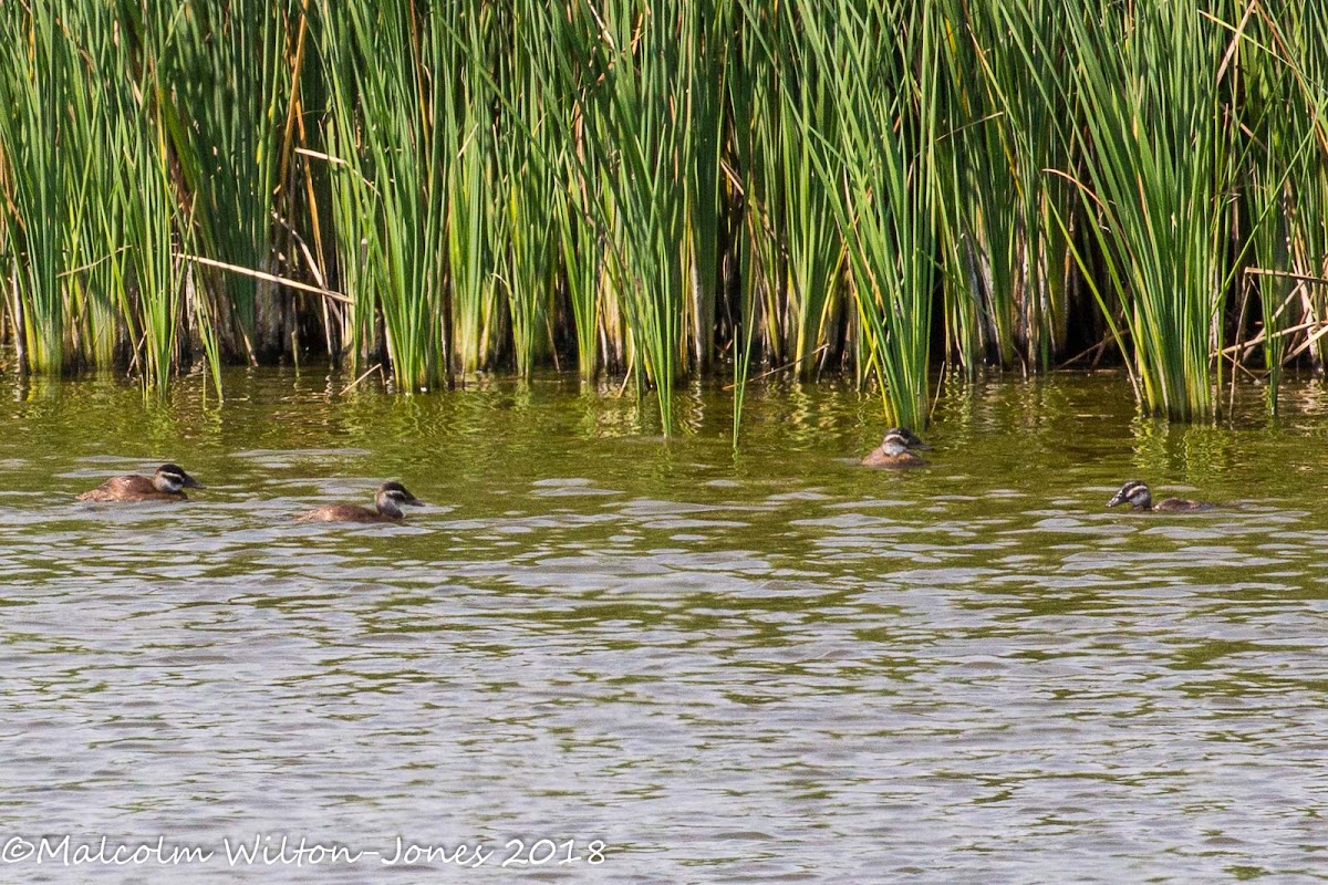 White-headed Duck; Malvasía