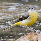 Grey Wagtail; Lavandera Cascadeña