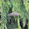 Ruby-crowned kinglet (female)