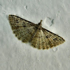 The twenty-plume moth