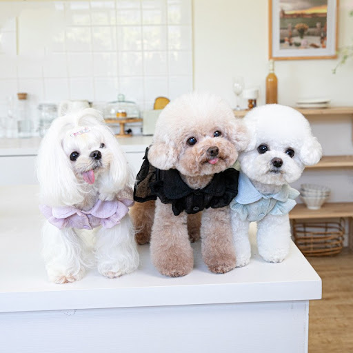 Title 5, Japanese and Korean Fashion Pet Clothes Clothin...
