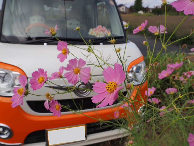 ムーヴキャンバスのめいほう高原キャンプフィールド・PickUp Cars 2021・会いたかった💕会えた💕・ミニカーコラボ🍎🍊・楽しくて、名残惜しくて。に関するカスタム事例の投稿画像7枚目