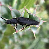 Click Beetle