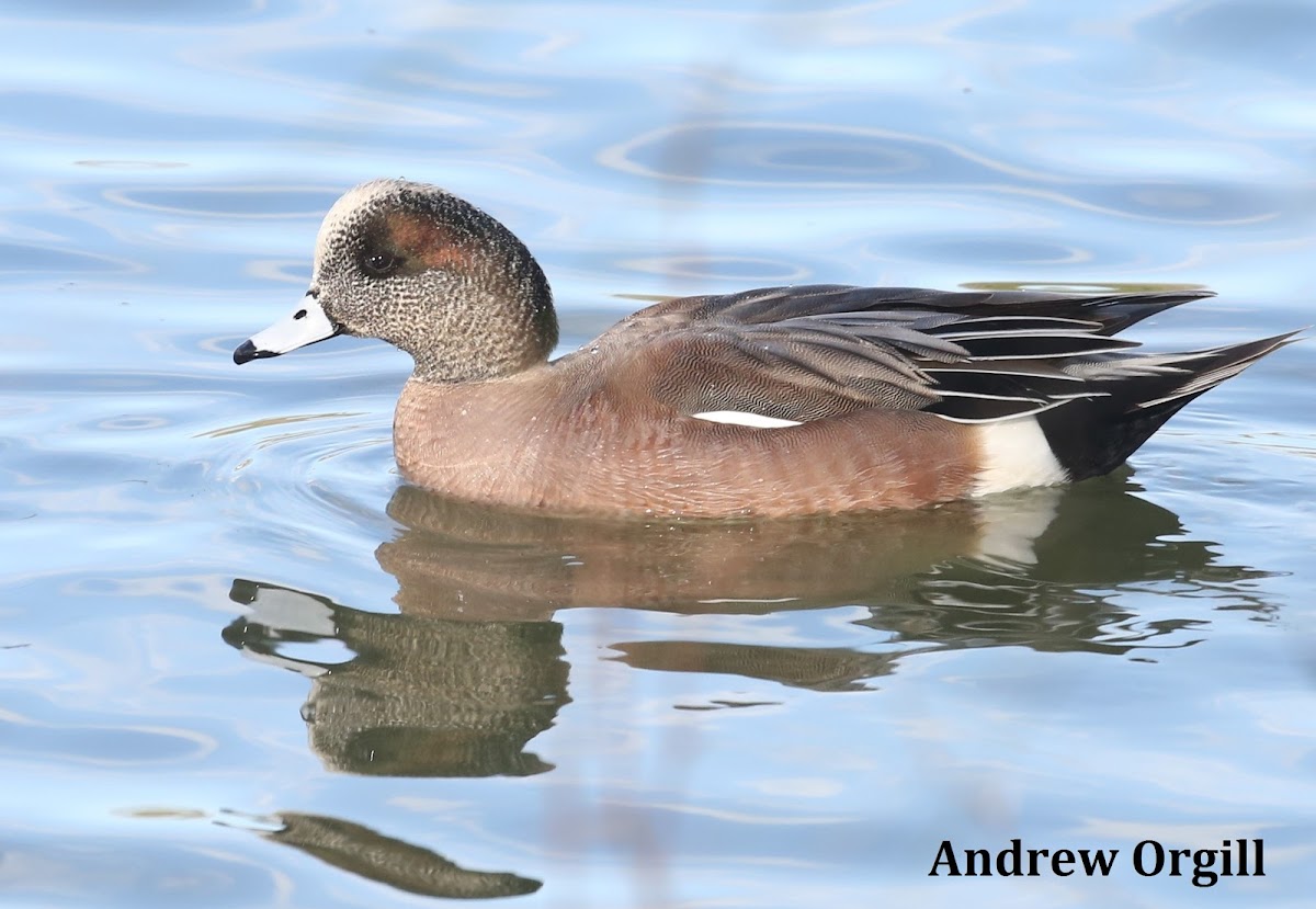 American Wigeon