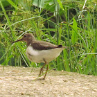 Common sandpiper