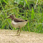 Common sandpiper