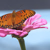 Gulf Fritillary Butterfly