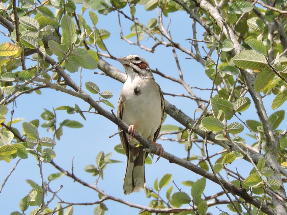 Lark Sparrow