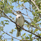 Lark Sparrow