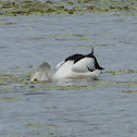 Australian Pelican