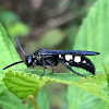 Scoliid Wasp