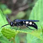 Scoliid Wasp