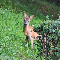 Cucciolissimo di capriolo di 