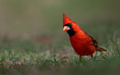 Fiery Cardinal's Vibrant Realm screenshot 1