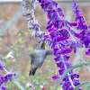 Anna's Hummingbird ♀