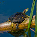 Red-Eared Slider