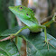 Green Crested Lizard