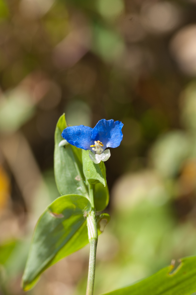 Asiatic Dayflower