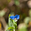 Asiatic Dayflower