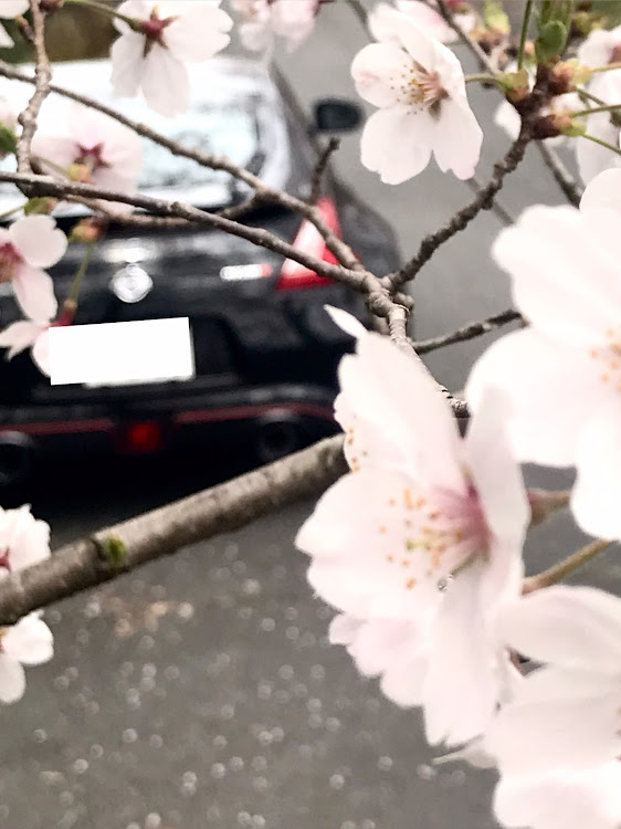 フェアレディZのカモイレーシング・いつもイイね＆コメントありがとうございます😆・桜とコラボ🌸・医療従事者の方々、ライフラインで働く方々に感謝に関するカスタム事例の投稿画像12枚目
