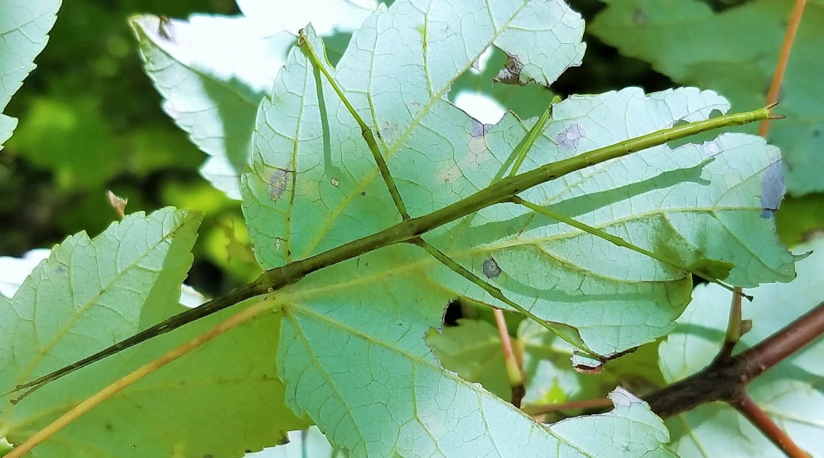 Northern Walkingstick