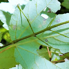 Northern Walkingstick