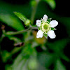 White Avens