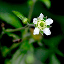 White Avens