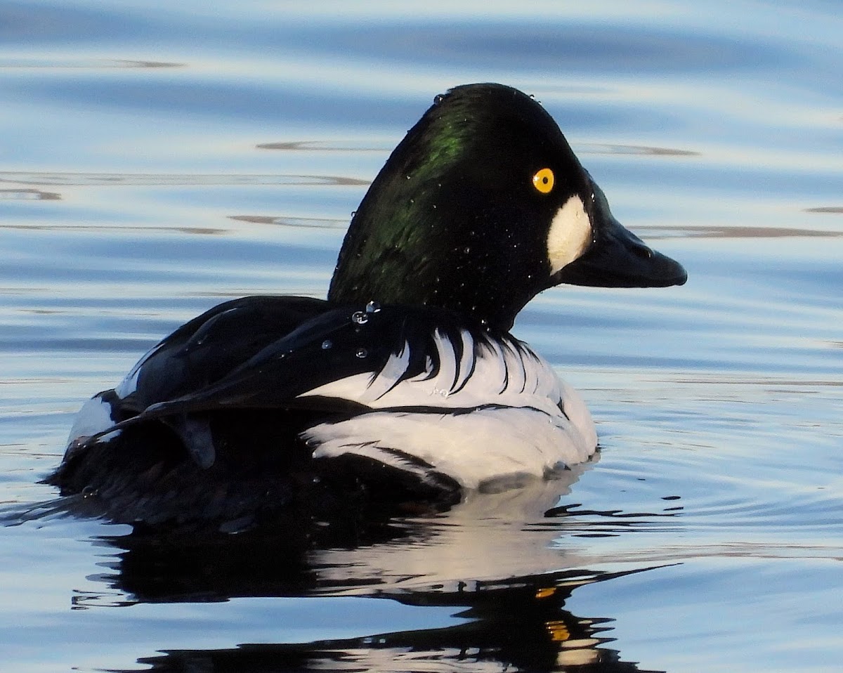 Common goldeneye (male)