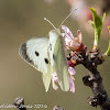 Large White