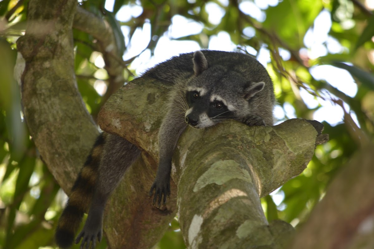 Crab-Eating Raccoon