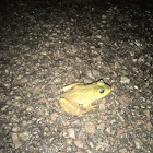 American Bullfrog