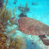 Loggerhead Seaturtle