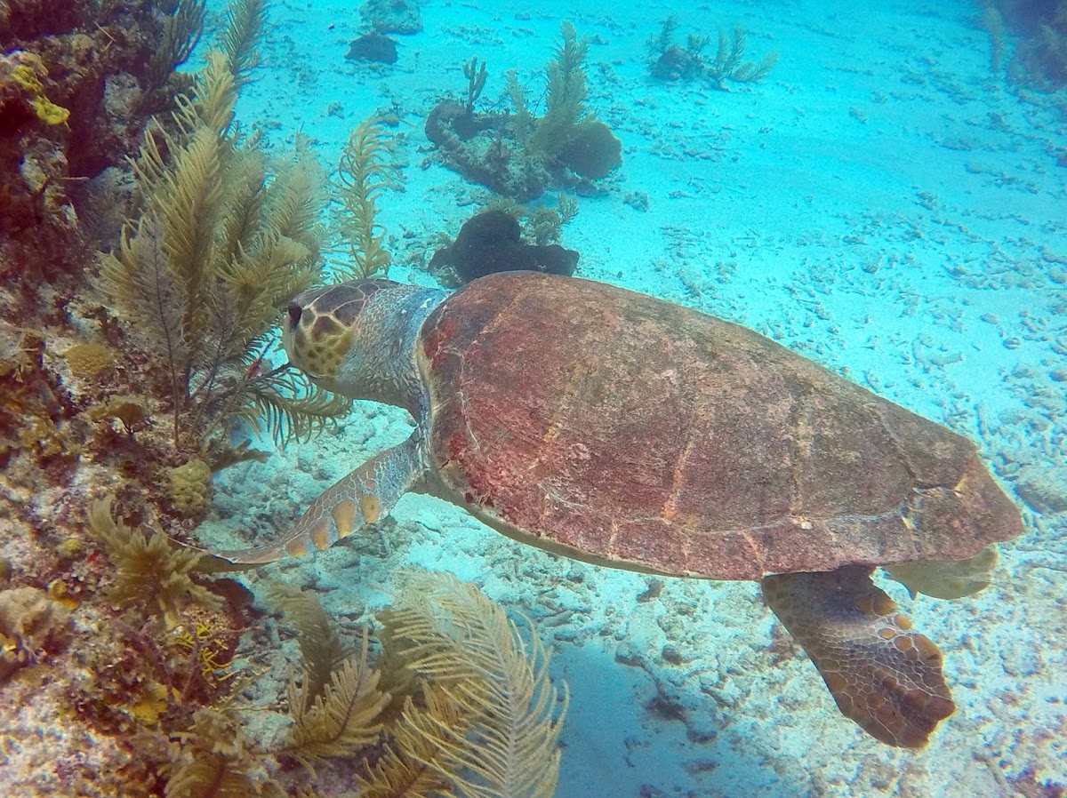 Loggerhead Seaturtle