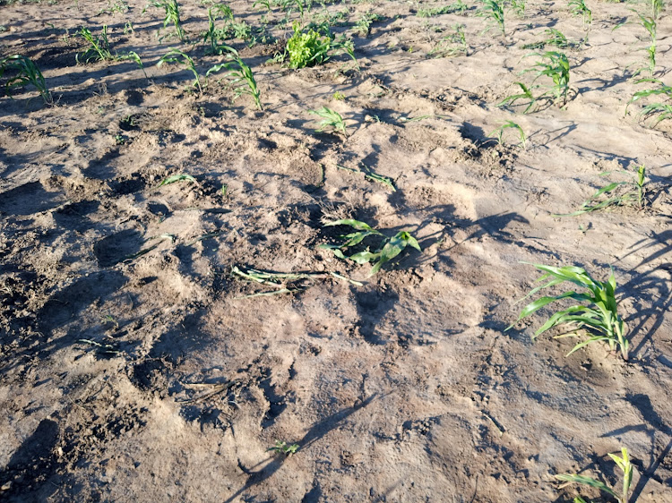 A section of Joseph Katoi's farm that was destroyed by Jumbos in Migujini on Friday