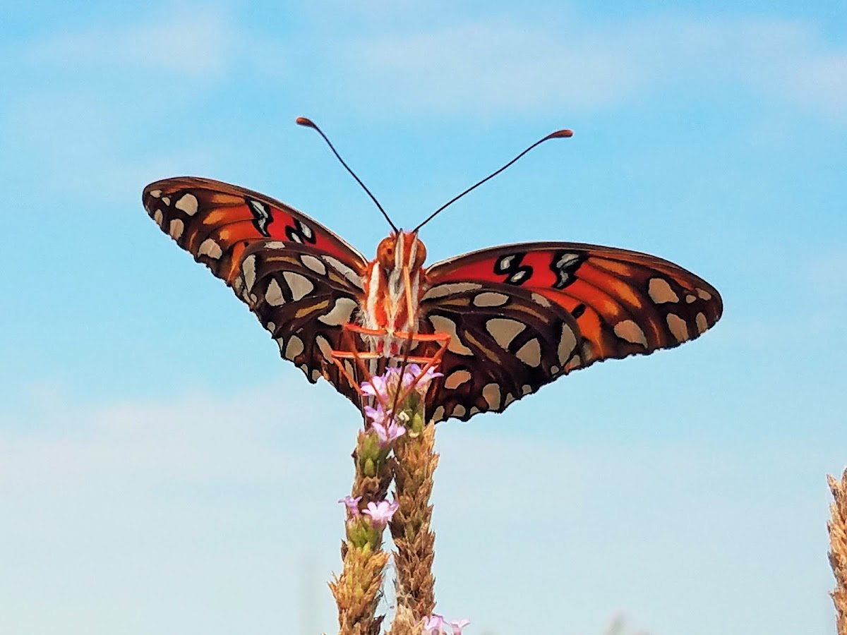 Gulf Fritillary Butterfly