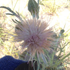 Pitcher's Thistle