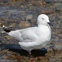 Black-billed Gull