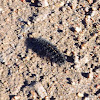 Orange Holomelina (caterpillar)