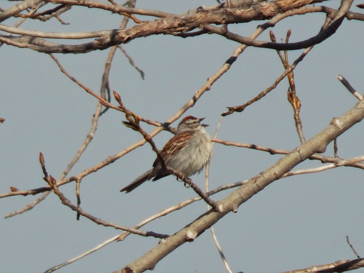 Chipping Sparrow