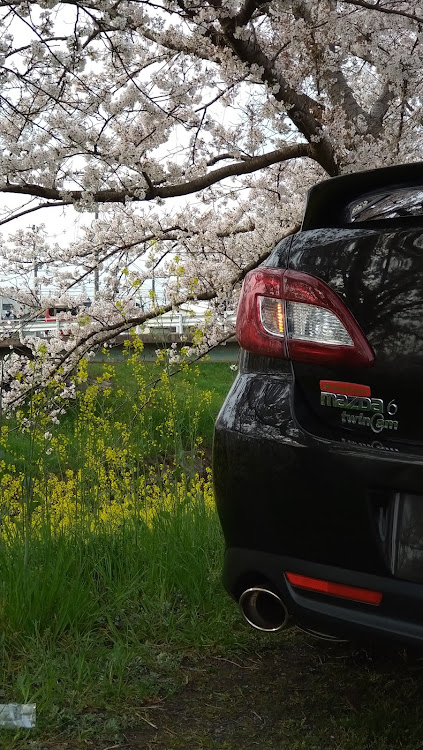 アテンザスポーツの桜とコラボ🌸・サクラと愛車・色んな場所コラボ・朝活撮影📷に関するカスタム事例の投稿画像38枚目