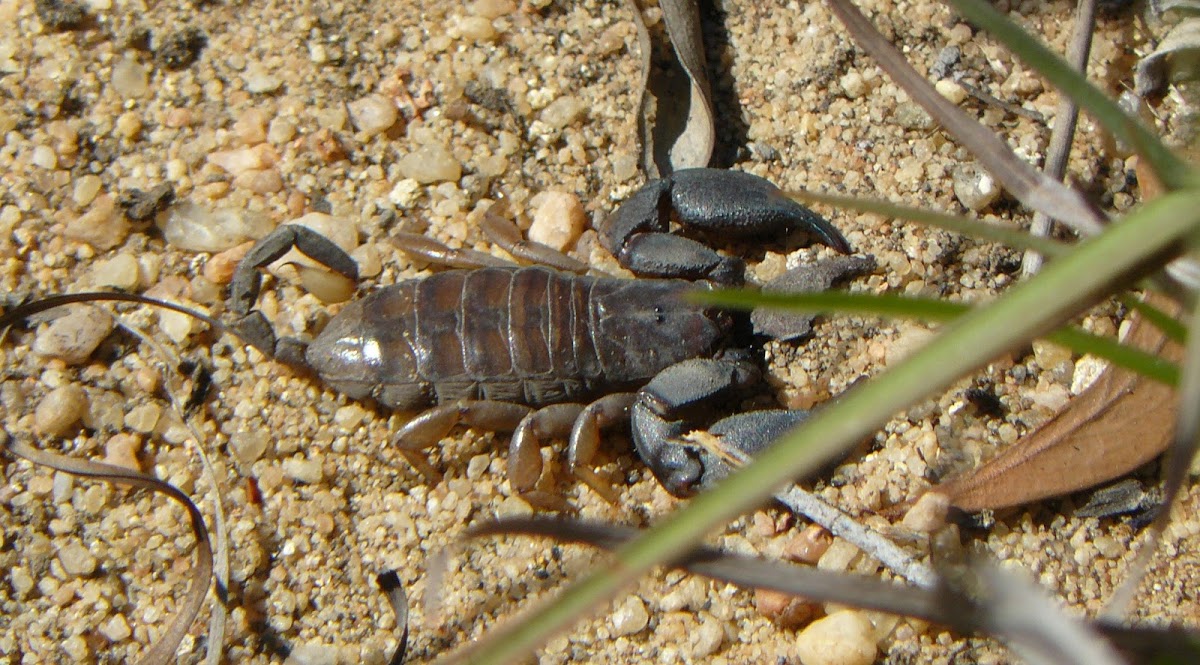 Madagascar black scorpion